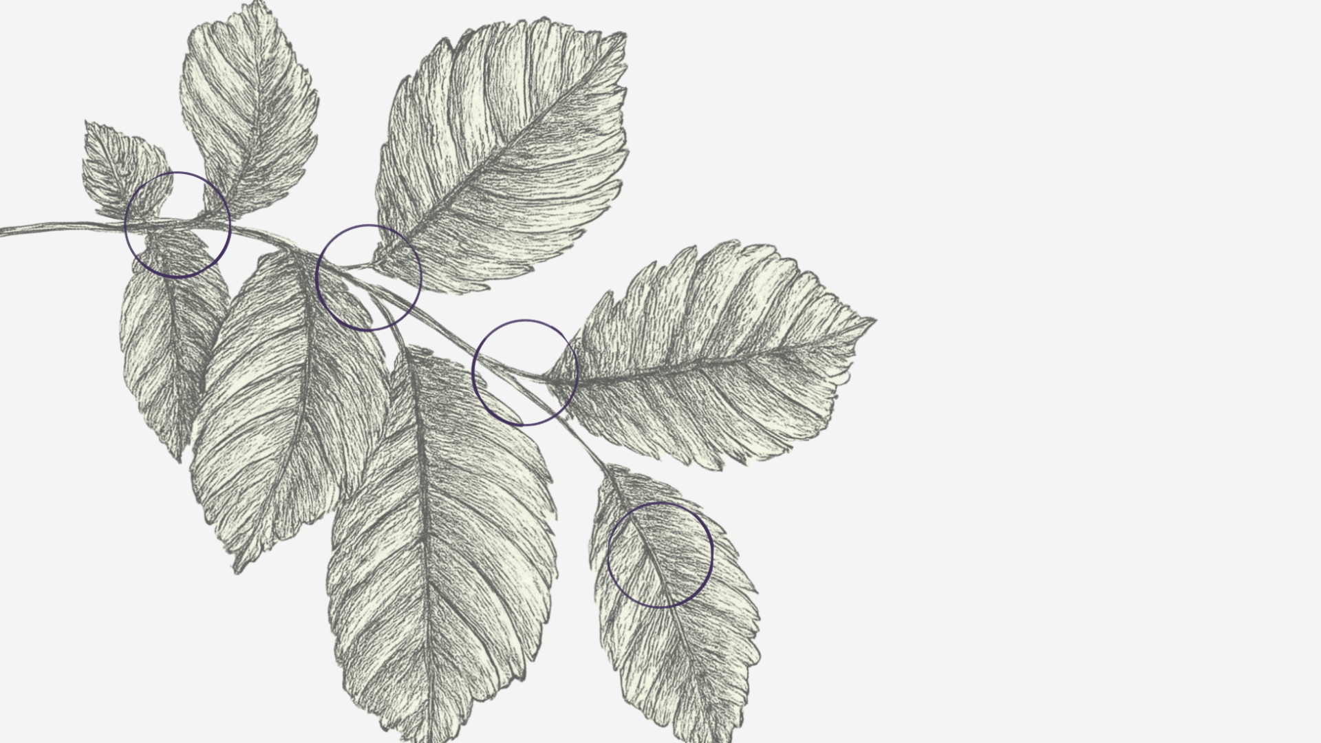 Bending leaf botanical sketch with circle ink stains on cross sections