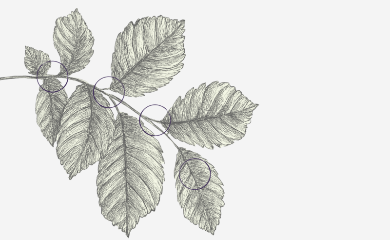 Bending leaf botanical sketch with circle ink stains on cross sections