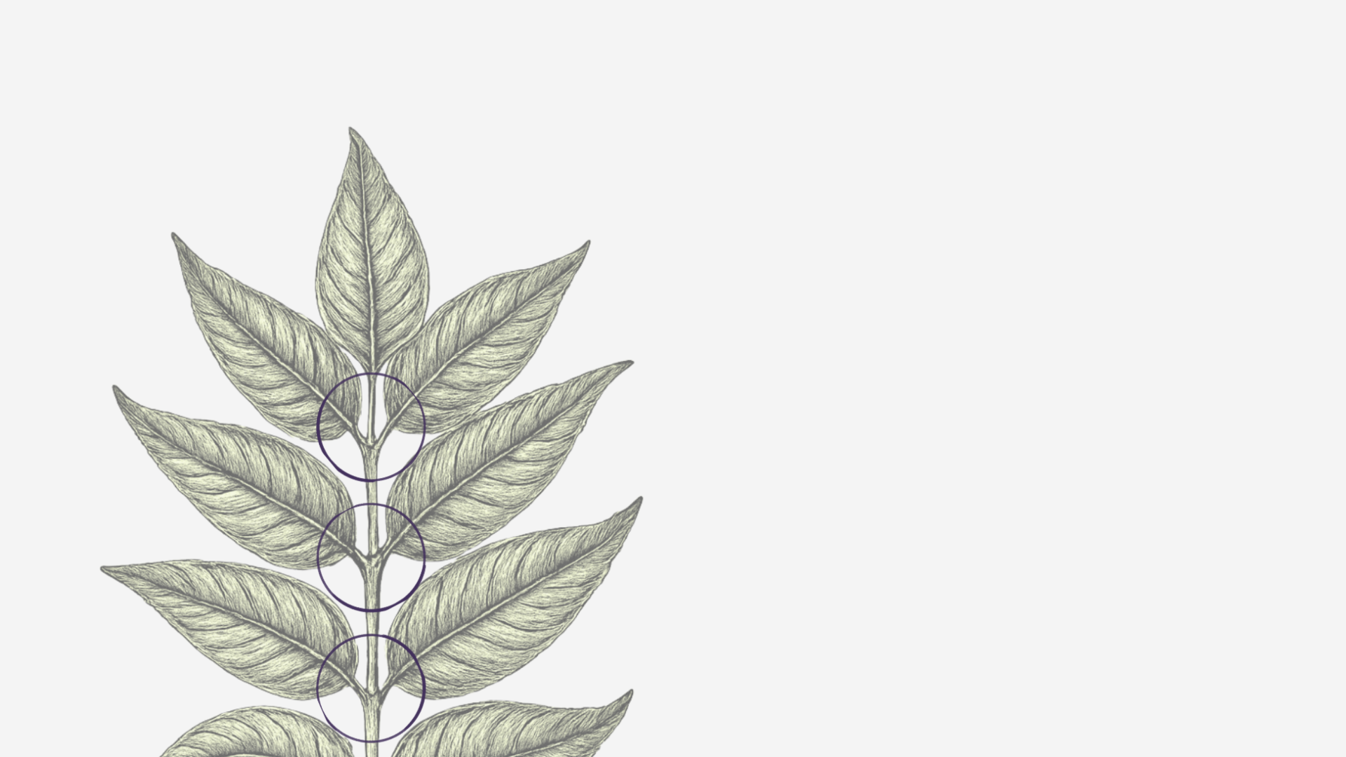 Botanical leaf sketch with ink stains on cross-sections