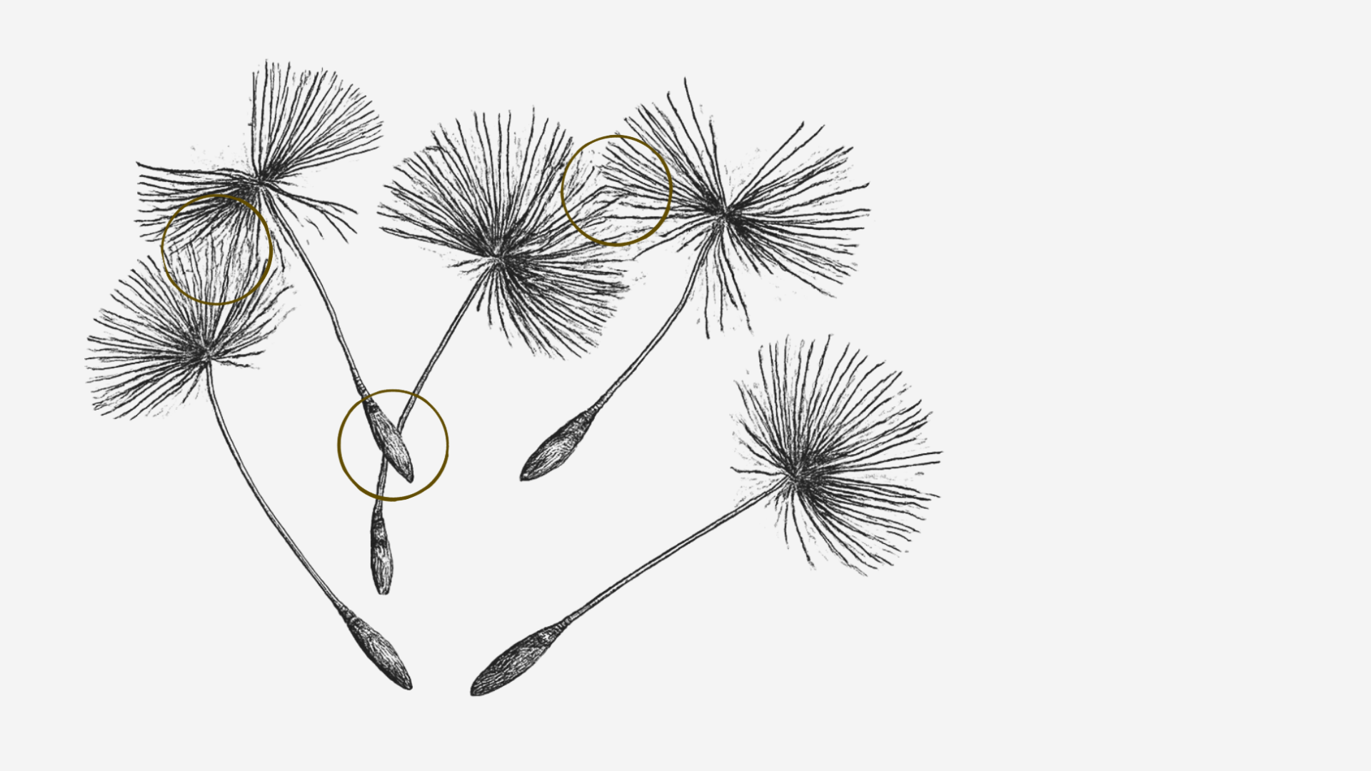 Dandelion botanical skewtch with ink stains on cross-sections