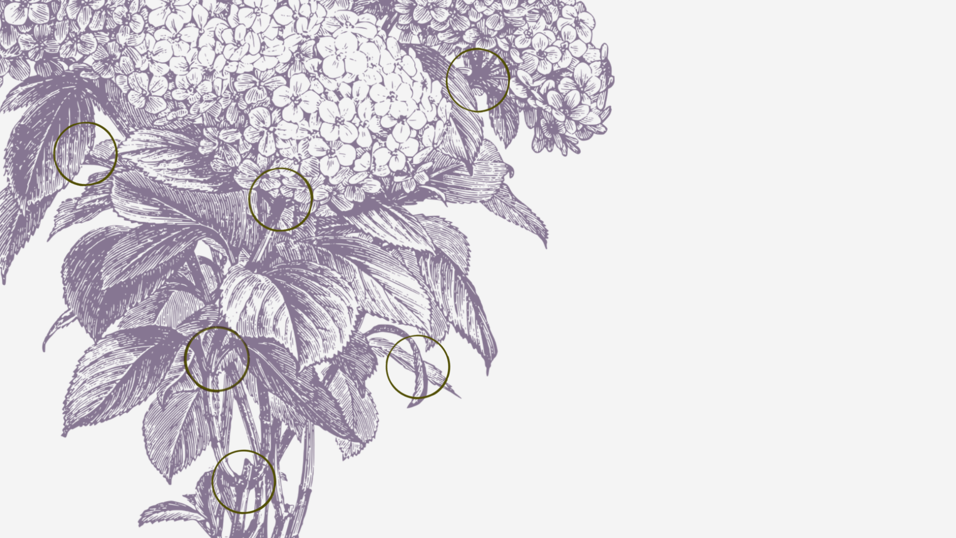 Purple botanical sketch with ink stain on cross-sections