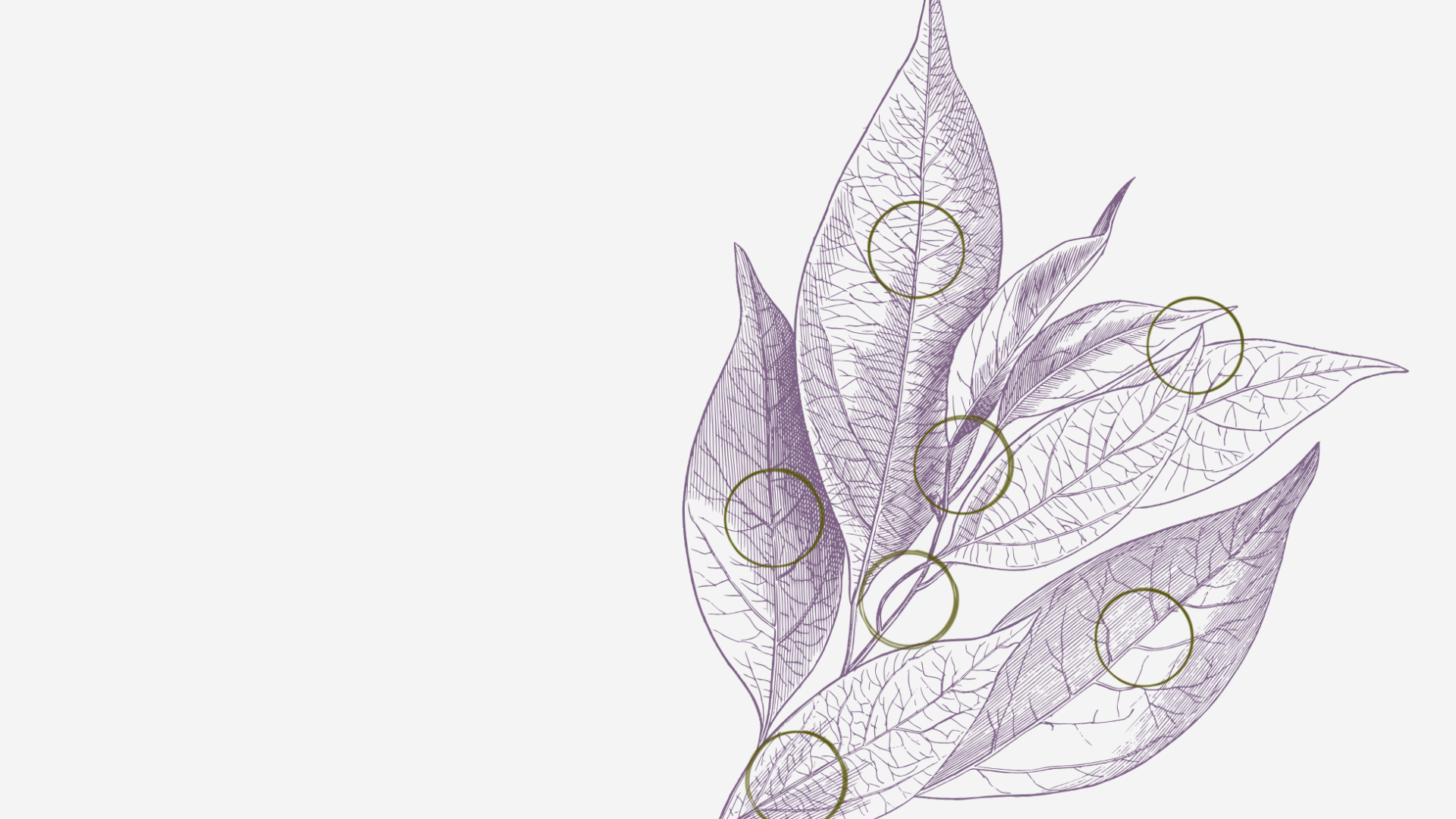 Purple botanical leaf sketch with circle ink stains of cross-sections