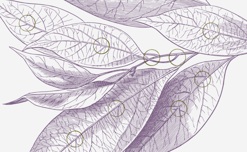 Close up of purple botanical sketch with ink stain circles at cross-sections