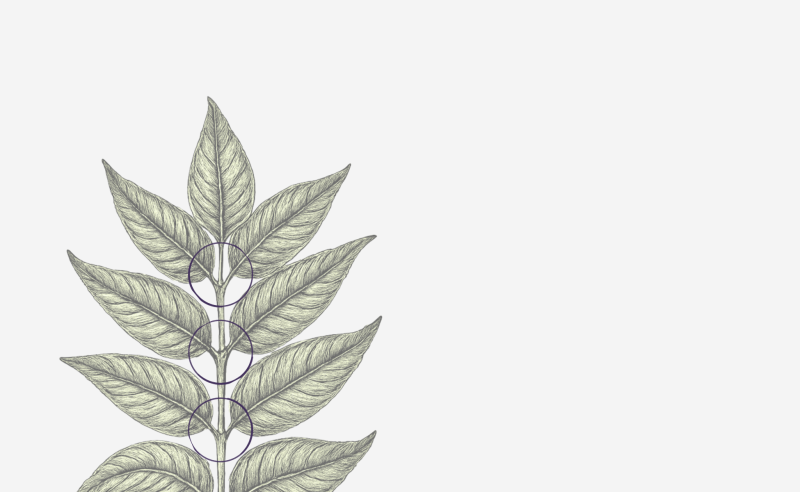 Botanical leaf sketch with ink stains on cross-sections