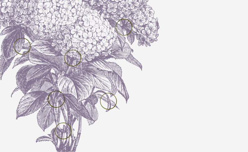 Purple botanical sketch with ink stain on cross-sections