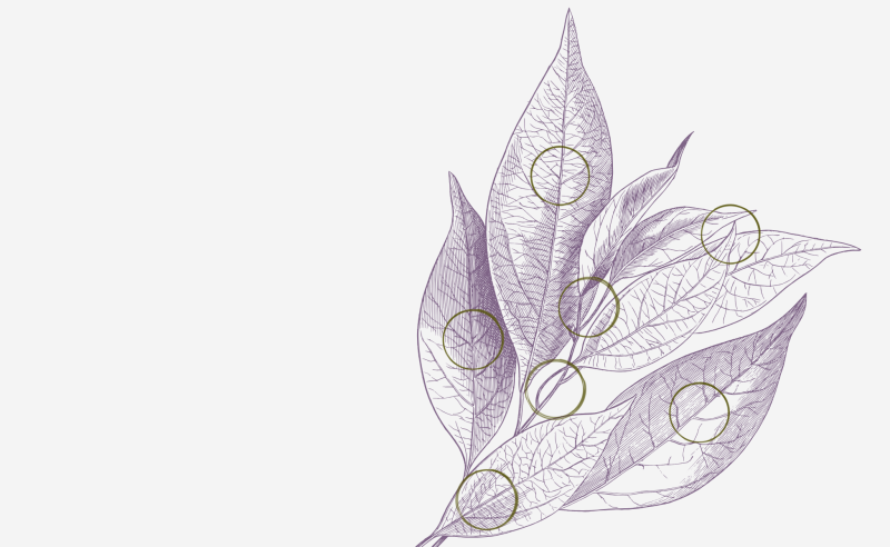 Purple botanical leaf sketch with circle ink stains of cross-sections