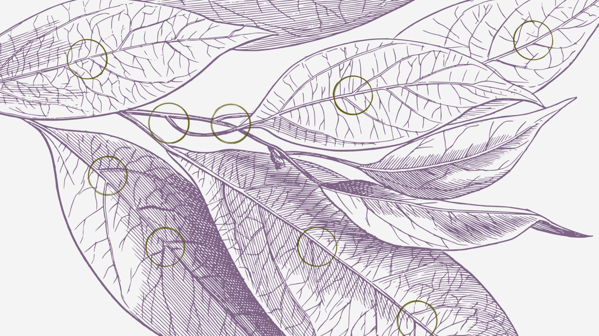 Close up of purple botanical sketch with ink stain circles at cross-sections