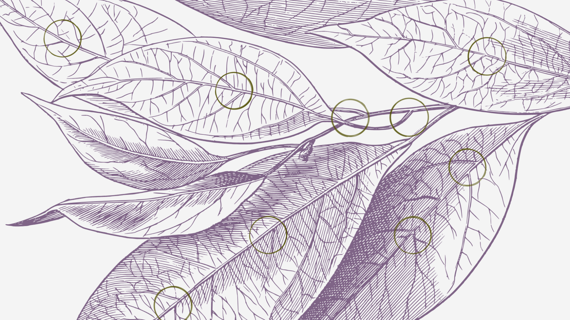 Close up of purple botanical sketch with ink stain circles at cross-sections