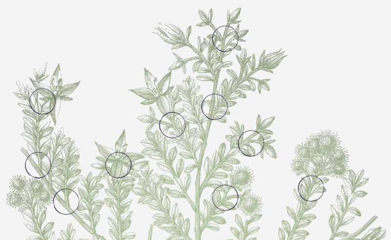 Botanical sketch of flowering twigs with circle ink stains